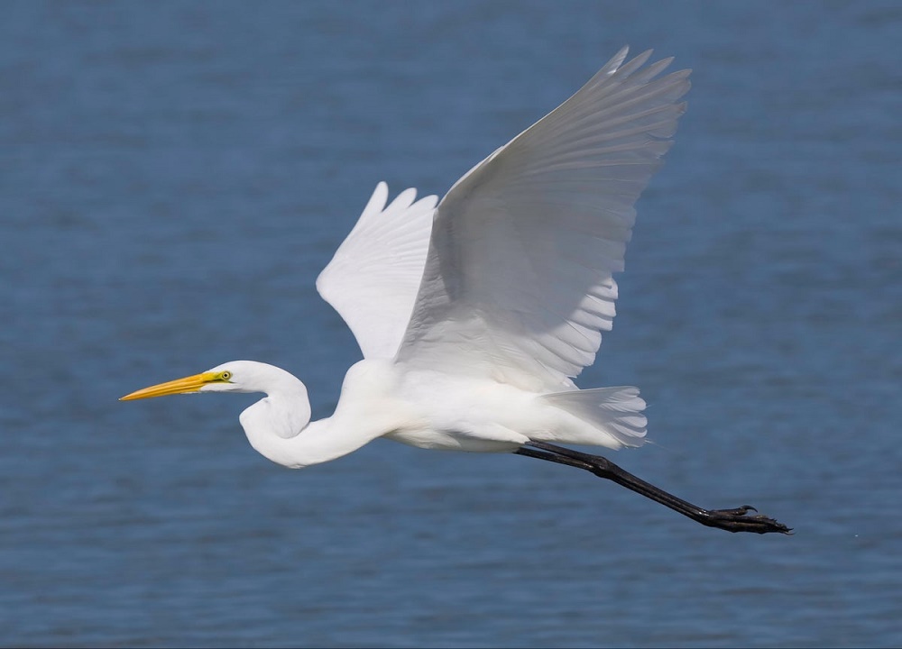 Great White Heron